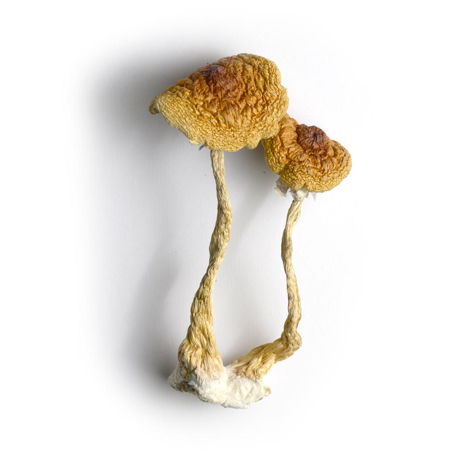 Psilocybe Cubensis Mushrooms / buy mushrooms online / Trippy Oregon Store