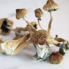 Golden Teacher Mushrooms
