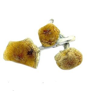 Alternative view of Psilocybin Semilanceata Magic Mushroom