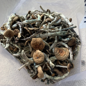 Alternative view of South African Transkei Mushrooms