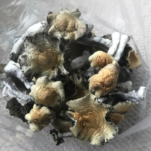 Alternative view of Cubensis B+ Mushrooms