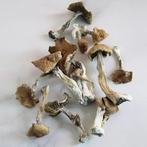Alternative view of Golden Teacher