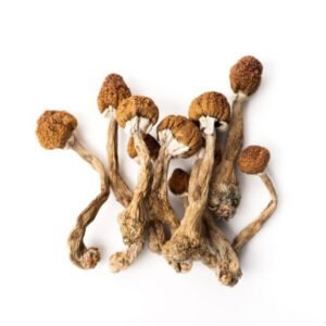 Golden Teacher Mushrooms