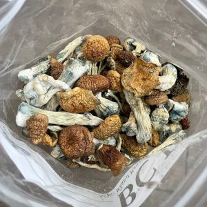 Alternative view of Buy Aztec Gods Mushrooms online