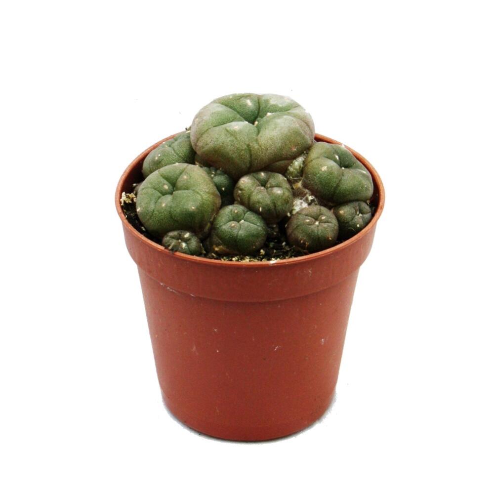 Peyote Cactus | Mescaline 5 – 7 cm
