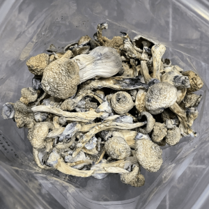 Alternative view of White Rabbit Magic Mushrooms